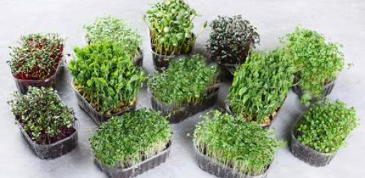 Green Microgreen Plant Grown From Seeds in home garden Terrace Garden