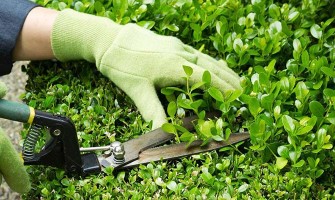 Periodic essential maintenancel for any garden