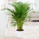 INDOOR HOUSE PLANTS