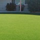Lawn Grass Basics & Care