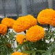 Marigold