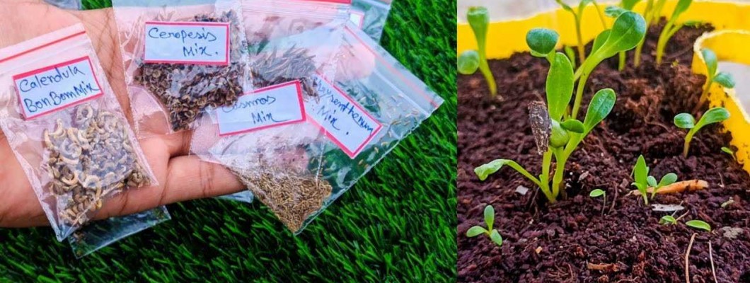 GROWING PLANTS FROM SEED