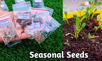 GROWING PLANTS FROM SEED