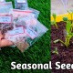 GROWING PLANTS FROM SEED