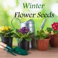 Winter Flower Seeds