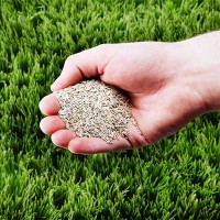 Grass Seeds