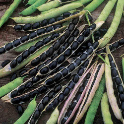 Black Beans Vegetable Seeds