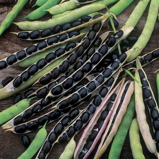 Black Beans Vegetable Seeds