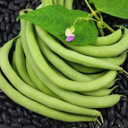Black Beans Vegetable Seeds