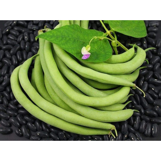 Black Beans Vegetable Seeds