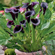 Calla Lily Black Flower Bulbs – Exotic Dark Blooming Bulbs for Home Garden & Pots | Low-Maintenance, Easy-to-Grow Summer Flowering Plants