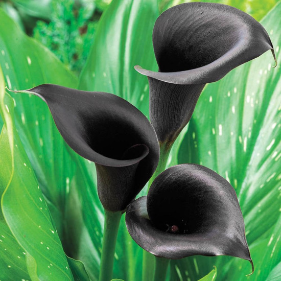 Calla Lily Black Flower Bulbs – Pack of 5 Bulbs Calla Lily Black Flower Bulbs – Pack of 5 Bulbs
