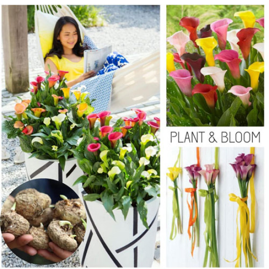 Calla Lily Flower Bulbs – Premium Quality, Easy-to-Grow, Mix Color Bulbs for Home Garden, Pots & Landscaping | Pack of 5 Bulbs Calla Lily Flower Bulbs – Premium Quality, Easy-to-Grow, Mix Color Bulbs for Home Garden, Pots & Landscaping | Pack of 5 Bulbs