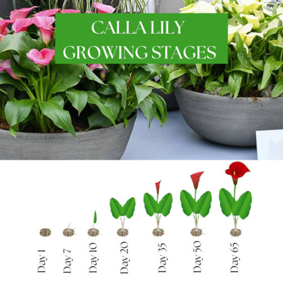 Calla Lily Black Flower Bulbs – Pack of 5 Bulbs Calla Lily Black Flower Bulbs – Pack of 5 Bulbs