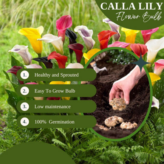 Calla Lily Black Flower Bulbs – Pack of 5 Bulbs Calla Lily Black Flower Bulbs – Pack of 5 Bulbs