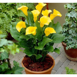 Calla Lily Flower Bulbs (Yellow) – Pack of 10 Bulbs. Calla Lily Flower Bulbs (Yellow) – Pack of 10 Bulbs.