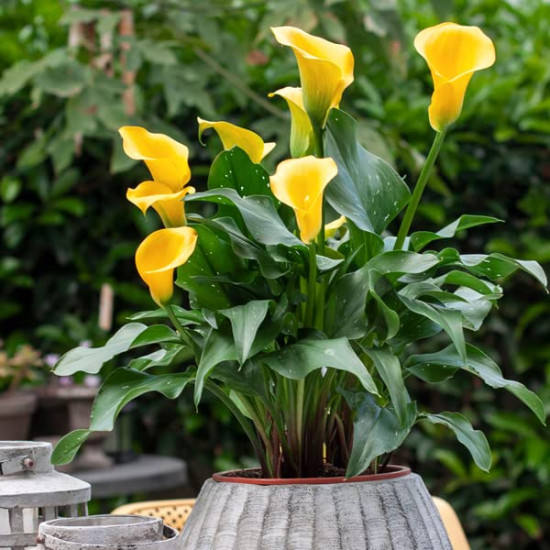 Calla Lily Flower Bulbs (Yellow) – Pack of 5 Bulbs. Calla Lily Flower Bulbs (Yellow) – Pack of 5 Bulbs.