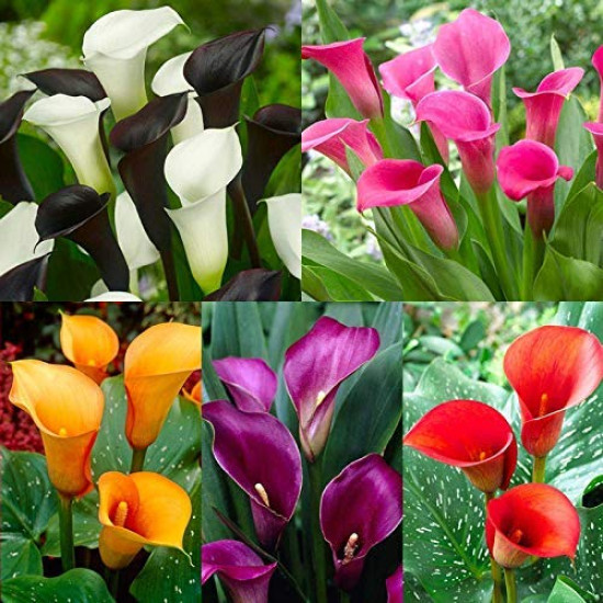 Summer Flower Bulbs Combo | 6 Variety | Calla Lily, Football Lily, Amar Lily, Rain Lily, Caladium & Tuberose (2 Bulbs Each) Summer Flower Bulbs Combo | 6 Variety | Calla Lily, Football Lily, Amar Lily, Rain Lily, Caladium & Tuberose (2 Bulbs Each)