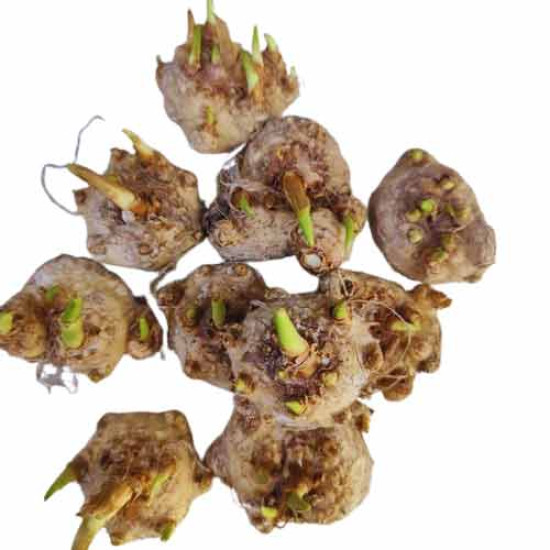 Calla Lily Flower Bulbs (Yellow) – Pack of 5 Bulbs. Calla Lily Flower Bulbs (Yellow) – Pack of 5 Bulbs.