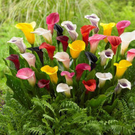 Calla Lily Flower Bulbs – Premium Quality, Easy-to-Grow, Mix Color Bulbs for Home Garden, Pots & Landscaping