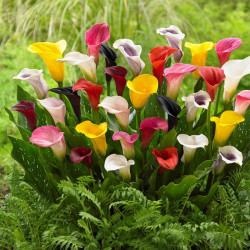 Calla Lily Flower Bulbs – Mix Color Bulbs for Home Garden, Pots & Landscaping | Pack of 10 Bulbs Calla Lily Flower Bulbs – Mix Color Bulbs for Home Garden, Pots & Landscaping | Pack of 10 Bulbs