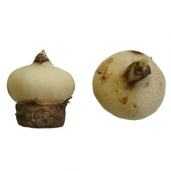 Football Lily Flowering Bulb 1Pcs - Buy Online Football Lily Flowering Bulb 1Pcs - Buy Online