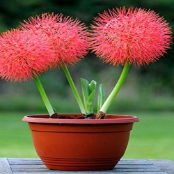 Football Lily Flowering Bulb 1Pcs - Buy Online Football Lily Flowering Bulb 1Pcs - Buy Online