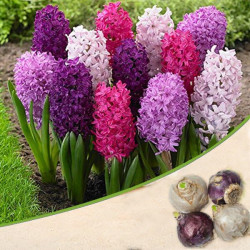 Hyacinth Mixed Color Flower Bulbs | Pack of 1 Bulbs