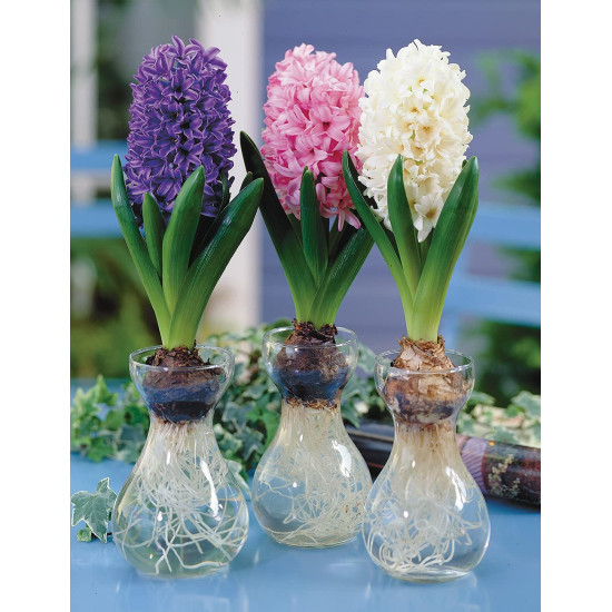 Hyacinth Mixed Color Flower Bulbs | Pack of 1 Bulbs