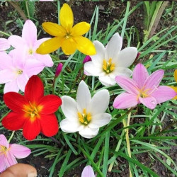 Rain Lily Mixed Color Flower Bulbs | Mix Colour Freshly Packed Bulbs | Premium Quality Bulbs for Home Garden, Pots, and Landscaping. Rain Lily Mixed Color Flower Bulbs | Mix Colour Freshly Packed Bulbs | Premium Quality Bulbs for Home Garden, Pots, and Landscaping.