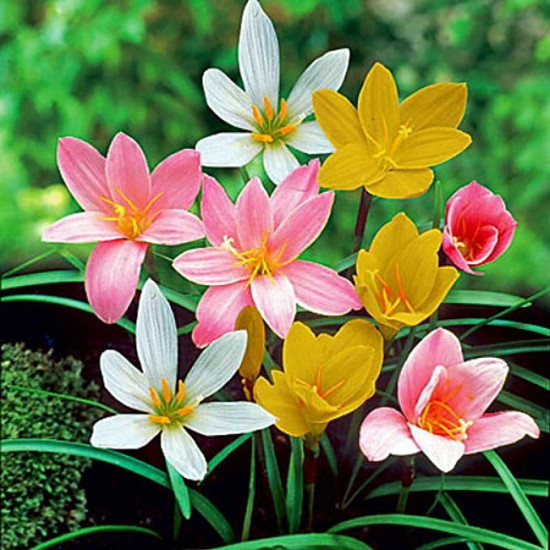 Rain Lily Mixed Color Flower Bulbs | Mix Colour Freshly Packed Bulbs | Premium Quality Bulbs for Home Garden, Pots, and Landscaping. Rain Lily Mixed Color Flower Bulbs | Mix Colour Freshly Packed Bulbs | Premium Quality Bulbs for Home Garden, Pots, and Landscaping.
