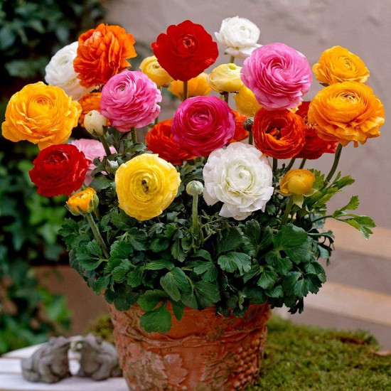 Ranunculus Mixed Color Flower Bulbs | Pack of 2 Bulbs