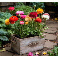 Ranunculus Mixed Color Flower Bulbs | Pack of 2 Bulbs