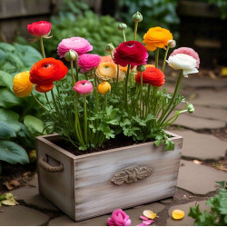 Ranunculus Mixed Color Flower Bulbs | Pack of 2 Bulbs