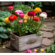 Ranunculus Mixed Color Flower Bulbs | Pack of 2 Bulbs