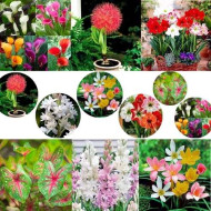 Summer Flower Bulbs Combo | 6 Variety | Calla Lily, Football Lily, Amar Lily, Rain Lily, Caladium & Tuberose (2 Bulbs Each)