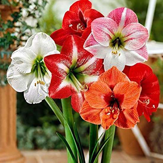 Amaryllis Lily Flower bulbs Sow and Grow Fresh Healthy Bulbs for Your Garden Amaryllis Lily Flower bulbs Sow and Grow Fresh Healthy Bulbs for Your Garden