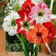 Amaryllis Lily Flower bulbs Sow and Grow Fresh Healthy Bulbs for Your Garden