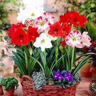 Amaryllis Lily Flower bulbs Sow and Grow Fresh Healthy Bulbs for Your Garden