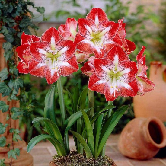 Amaryllis Lily Flower bulbs Sow and Grow Fresh Healthy Bulbs for Your Garden Amaryllis Lily Flower bulbs Sow and Grow Fresh Healthy Bulbs for Your Garden