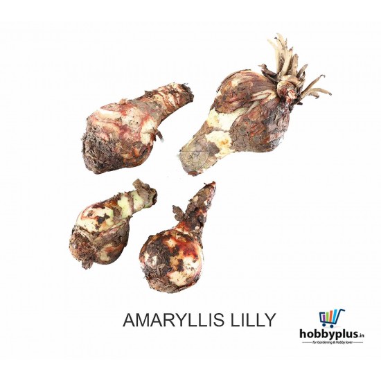 Amaryllis Lily Flower bulbs Sow and Grow Fresh Healthy Bulbs for Your Garden Amaryllis Lily Flower bulbs Sow and Grow Fresh Healthy Bulbs for Your Garden
