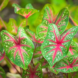 Summer Flower Bulbs Combo | 5 Variety | Football Lily, Amar Lily, Rain Lily, Caladium & Tuberose (2 Bulbs Each)