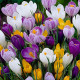 Crocus Flower Bulb Mix Color | Pack of 1 Bulbs