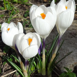 Crocus Flower Bulb Mix Color | Pack of 1 Bulbs