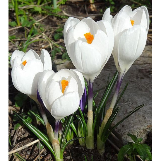 Crocus Flower Bulb Mix Color | Pack of 1 Bulbs