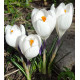 Crocus Flower Bulb Mix Color | Pack of 1 Bulbs