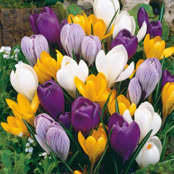 Crocus Flower Bulb Mix Color | Pack of 1 Bulbs
