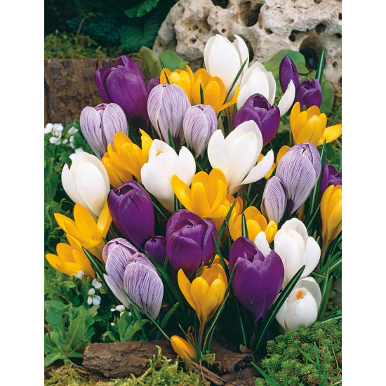Crocus Flower Bulb Mix Color | Pack of 1 Bulbs