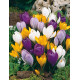 Crocus Flower Bulb Mix Color | Pack of 1 Bulbs