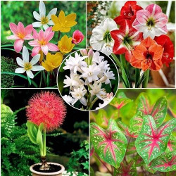 Summer Flower Bulbs Combo | 5 Variety | Football Lily, Amar Lily, Rain Lily, Caladium & Tuberose (2 Bulbs Each) Summer Flower Bulbs Combo | 5 Variety | Football Lily, Amar Lily, Rain Lily, Caladium & Tuberose (2 Bulbs Each)